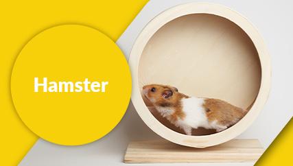 Hamster