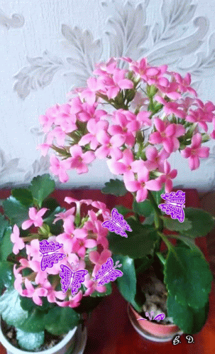 SjajanDanGIF_(2).gif