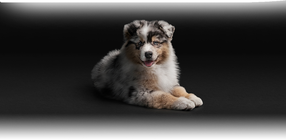 purina