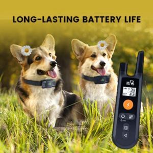 Köpek tasması