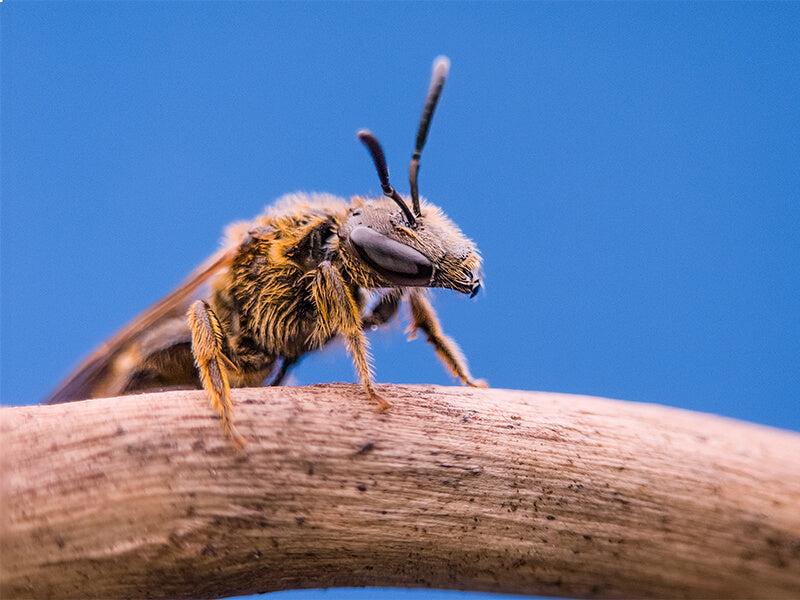 Apexel ZoomMacro ile çekilen fotoğraf efektleri