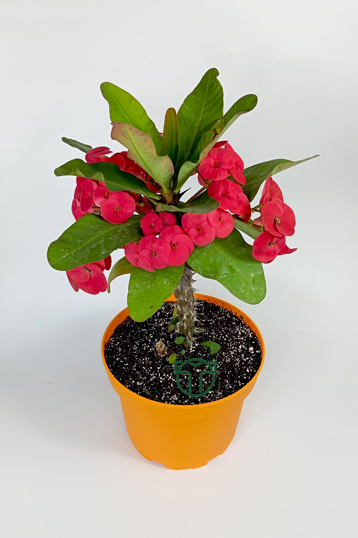 euphorbia-milii-eforbia-buyuk-cicekli-dikenler-taci-koyu-pembe-30cm-40cm-boy-02