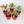 Kalanchoe Çiçeği 5 li Set