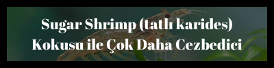 fujin mad worm özellik 2