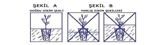 Papatya Fidesi Dikimi