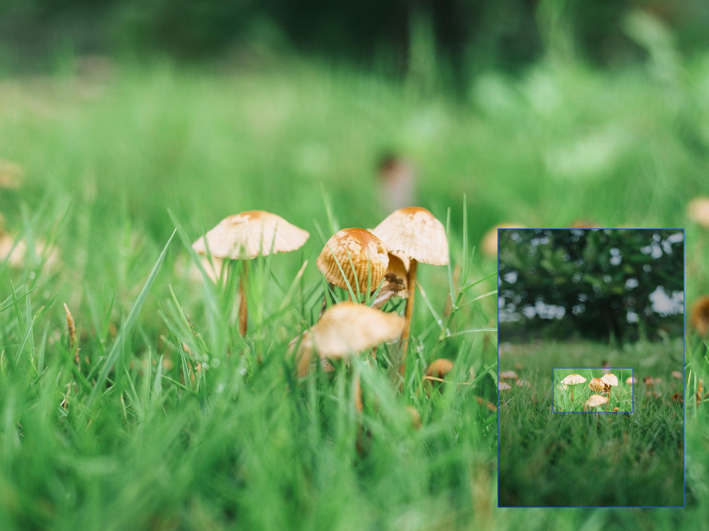 Viltrox AF 26mm F2.8 EVO Z 0.2 metre minimum netleme örneği