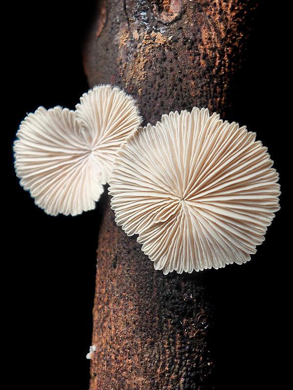 Apexel ZoomMacro ile çekilen fotoğraf efektleri
