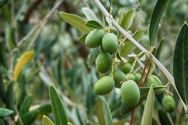 zeytin ağacı bakımı