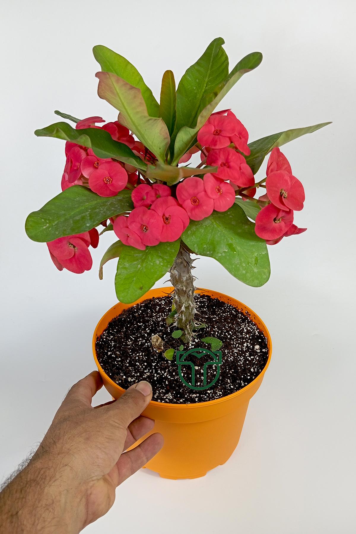 euphorbia-milii-eforbia-buyuk-cicekli-dikenler-taci-koyu-pembe-30cm-40cm-boy-05