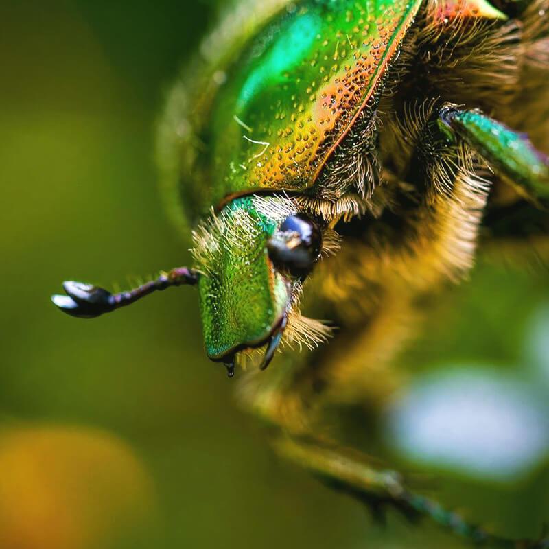 Akıllı Telefon için Apexel ZoomMacro Makro Lens