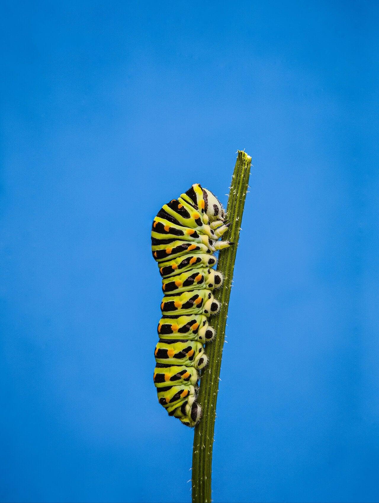 Apexel ZoomMacro ile çekilen fotoğraf efektleri