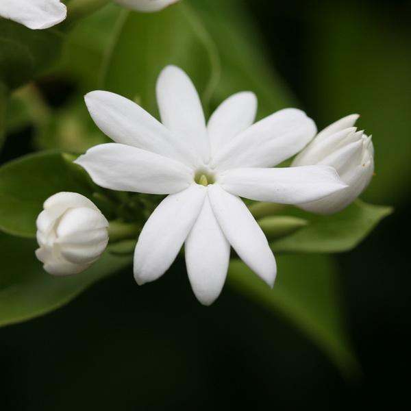 Jasminum sambac C4L 80/100 - Toutes les grimpantes - Pépinières côte sud des landes