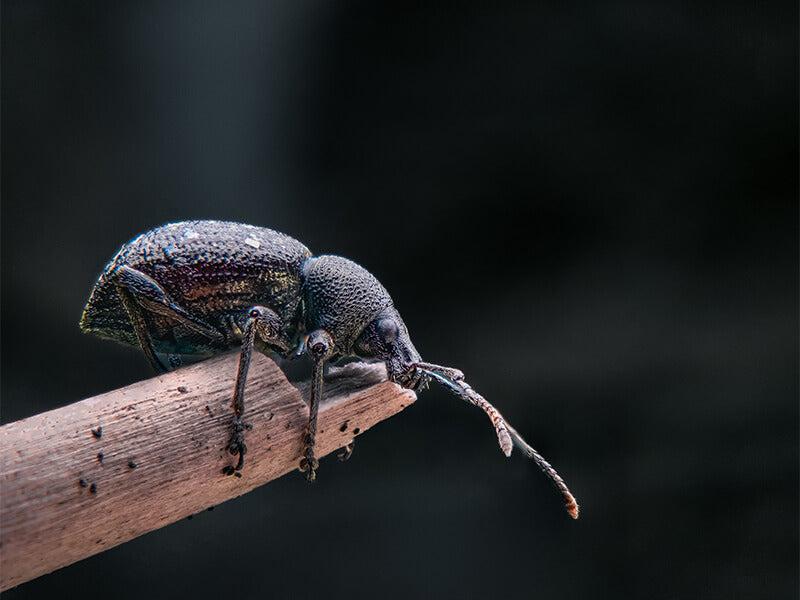 Apexel ZoomMacro ile çekilen fotoğraf efektleri