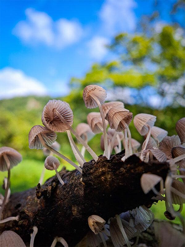 Apexel ZoomMacro ile çekilen fotoğraf efektleri
