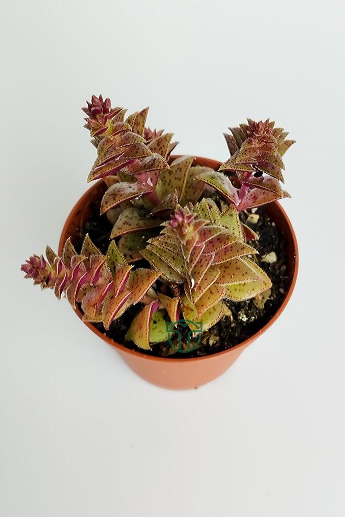 Crassula Exilis Picturata