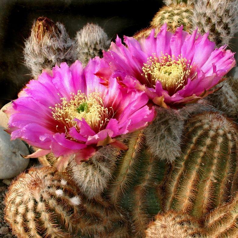 Echinocereus Pectinatus 5.5 cm saksıda