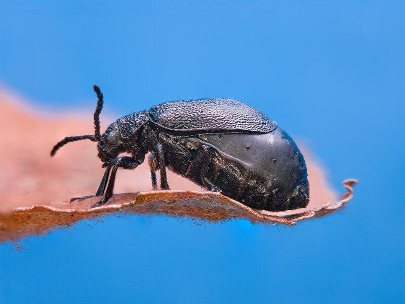 Apexel ZoomMacro ile çekilen fotoğraf efektleri
