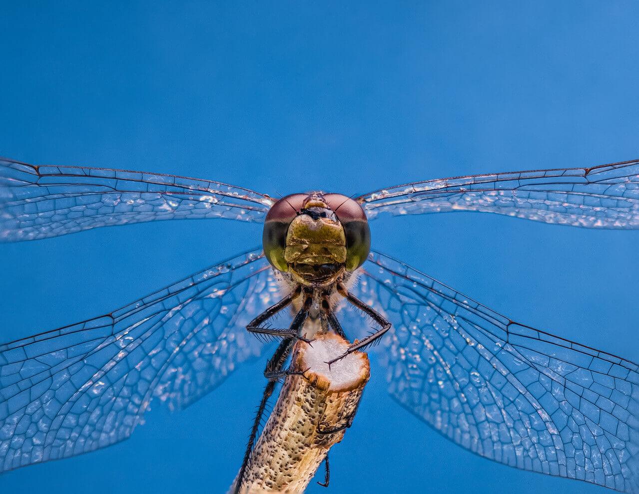 Apexel ZoomMacro ile çekilen fotoğraf efektleri