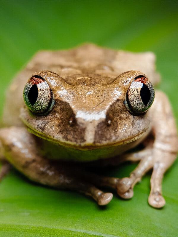 Apexel ZoomMacro ile çekilen fotoğraf efektleri