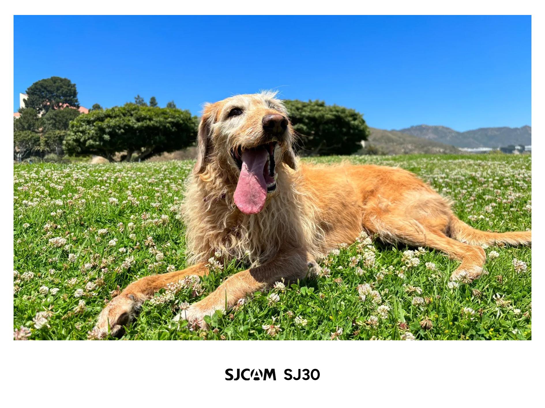 SJCAM SJ30 48MP köpek fotoğraf örneği