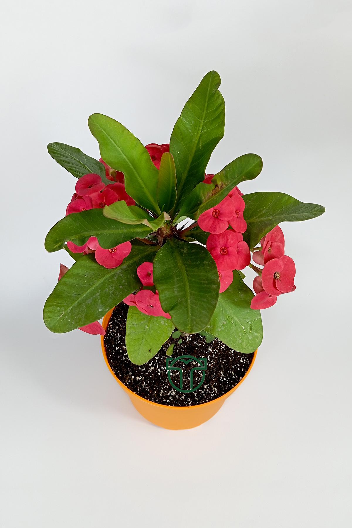 euphorbia-milii-eforbia-buyuk-cicekli-dikenler-taci-koyu-pembe-30cm-40cm-boy-04