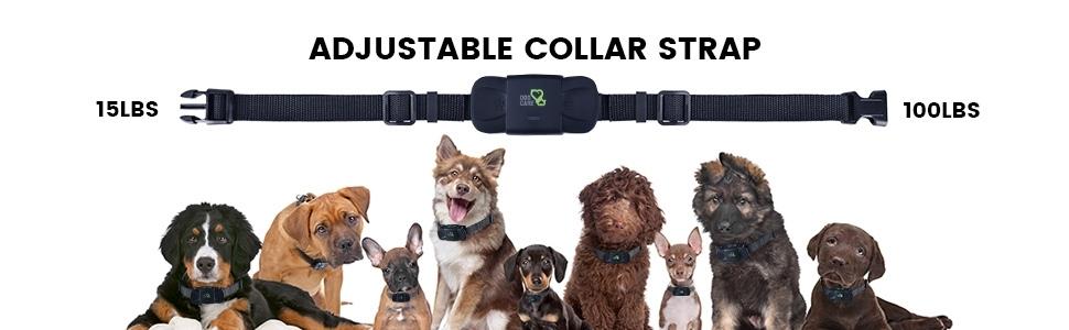 köpek tasması