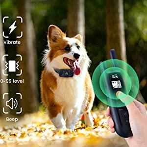 Köpek eğitim tasması